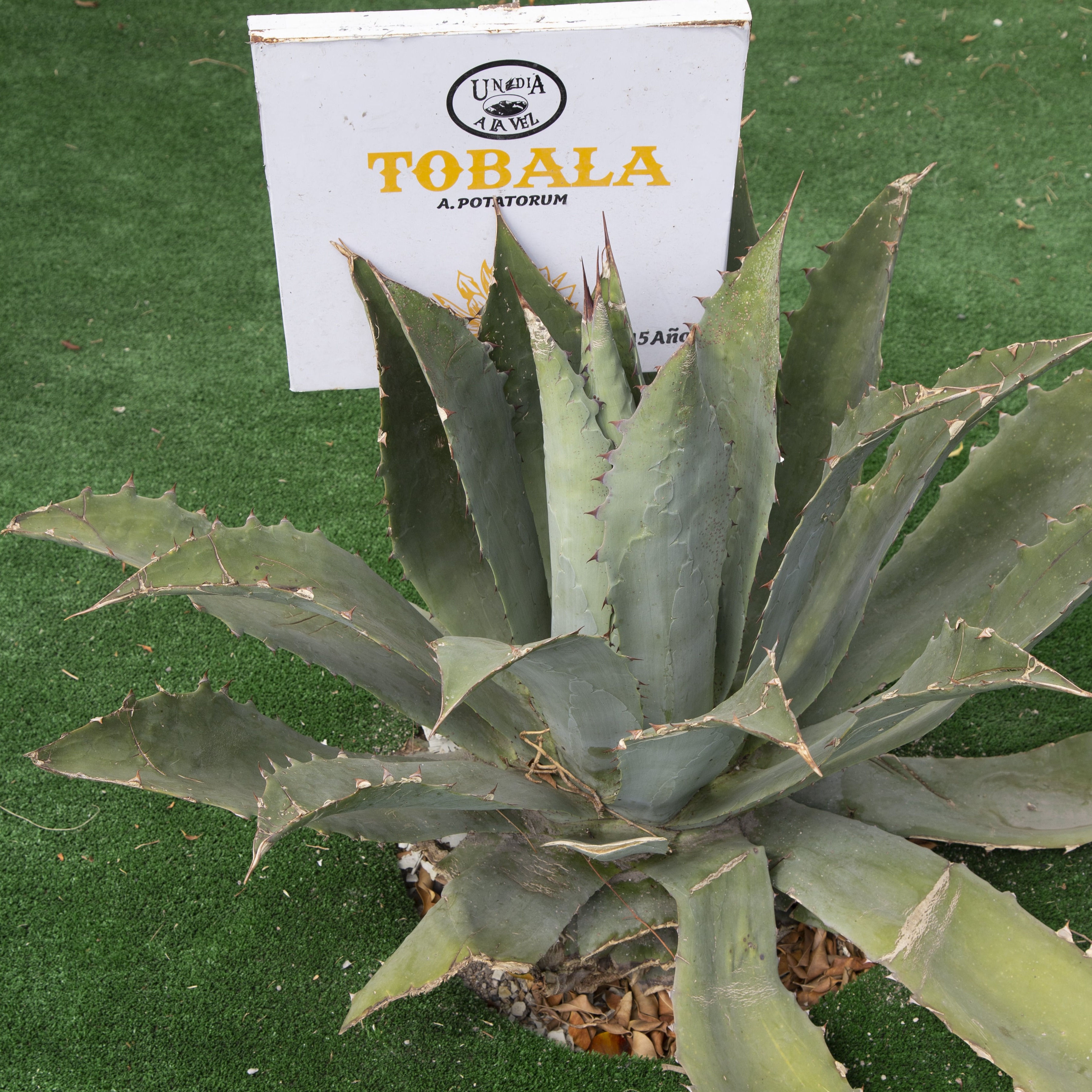 toba agave